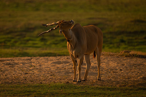 Common Eland antelope (Taurotragus oryx) isolated on white background. Savannah animal.