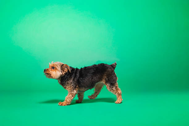 Yorkie - Yorkshire Terrier - Studio Portrait
