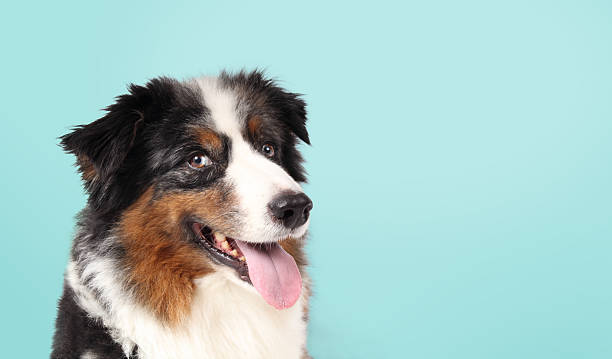 istock Senior dog on blue background. 2248894834