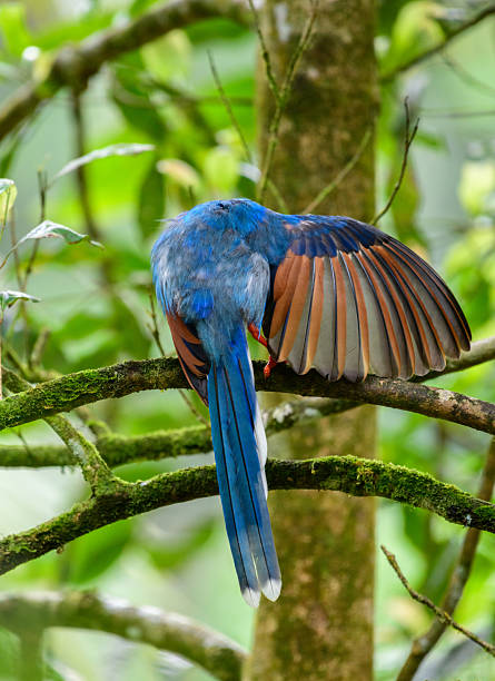 istock Sri Lanka blue magpie or Ceylon magpie (Urocissa ornata) bird preening feathers at Sinharaja forest reserve 2248895059
