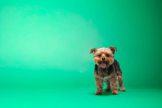 Yorkie - Yorkshire Terrier - Studio Portrait