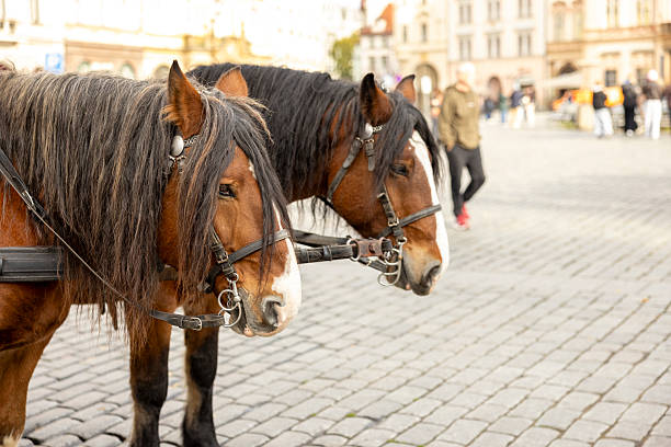 Horses on Grote Markt square in Brussels Belgium - travel background