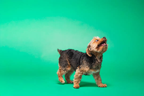 Yorkie - Yorkshire Terrier - Studio Portrait