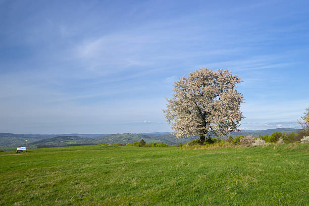 A cherry tree in all its glory with white and pink colored flowers on a tree