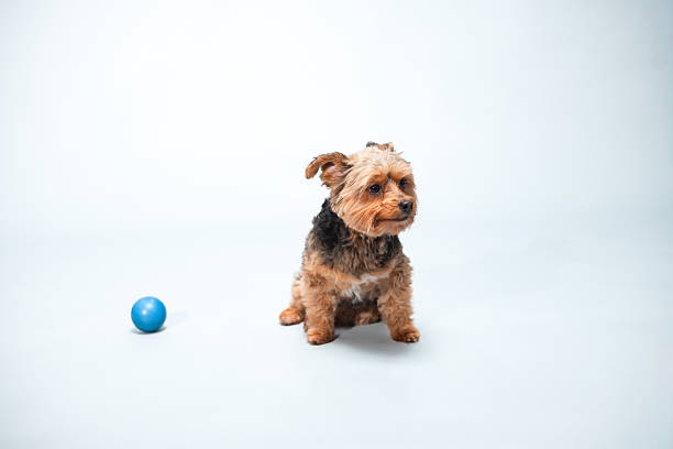 Yorkie - Yorkshire Terrier - Studio Portrait