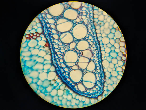 istock Microscopic view of plant tissue cells 2248896647