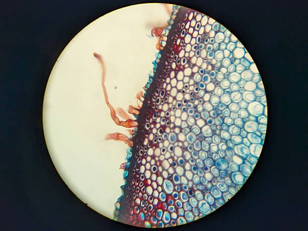 istock Microscopic view of plant tissue with colorful cells 2248896649