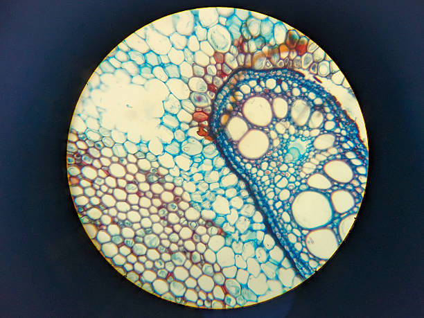 istock Microscopic view of plant cells with vibrant colors 2248896683