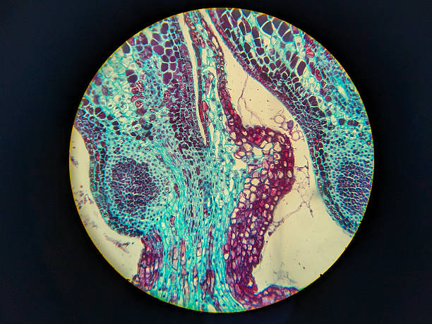 Colorful microscopic view of plant tissue