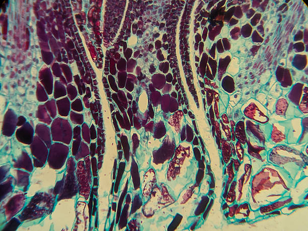 istock Microscopic view of plant tissue with vibrant cell structures 2248896727