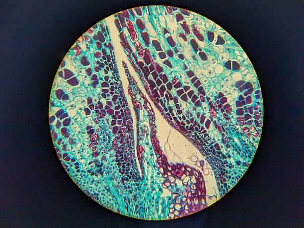 istock Microscopic view of plant tissue with vibrant colors 2248896742
