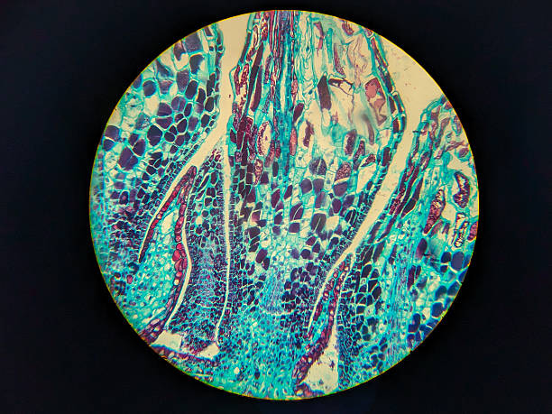 istock Colorful Microscopic View of Plant Tissue 2248896744
