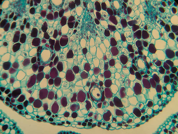 istock Microscopic view of plant tissue cells 2248896782