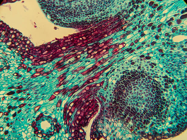 istock Vibrant microscopic view of plant tissue 2248896794