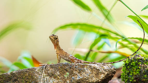 istock Brown-patched Kangaroo Lizard, also known as the Sri Lankan Kangaroo Lizard, resting on a rock in the Sinharaja rainforest. Endemic reptile species 2248896994