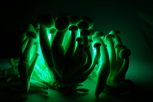 istock Glowing mushrooms in dark ambiance 2248897524