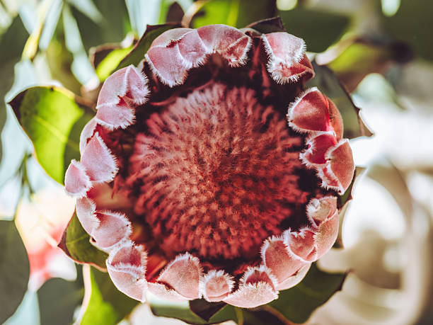 A top down view of a beautiful Protea aristata flower