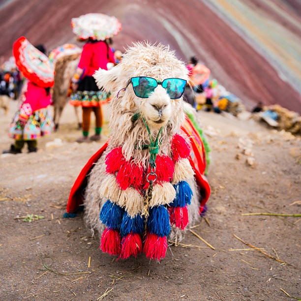 istock Llamas and Alpacas of Rainbow Mountain in Peru 2248899641