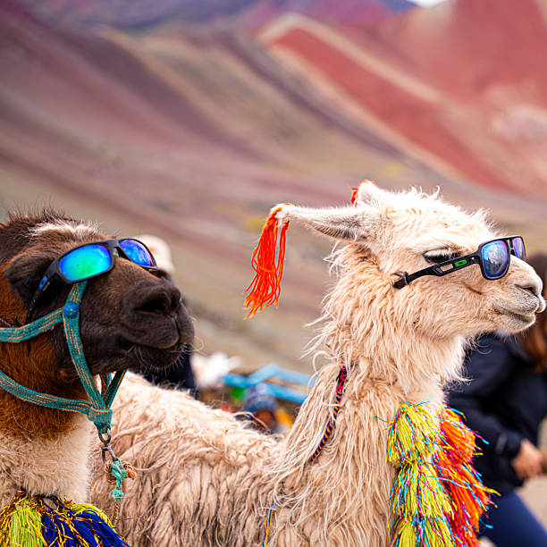 istock Llamas and Alpacas of Rainbow Mountain in Peru 2248899642