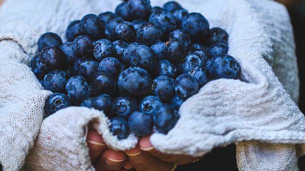 istock Hands holding a pile of fresh ripe blueberries 2248899701