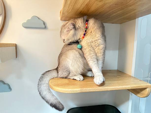 istock Cute grey cat sitting on wooden shelf, grooming itself with a playful expression, adorned with colorful collar in a cozy indoor environment 2248900321