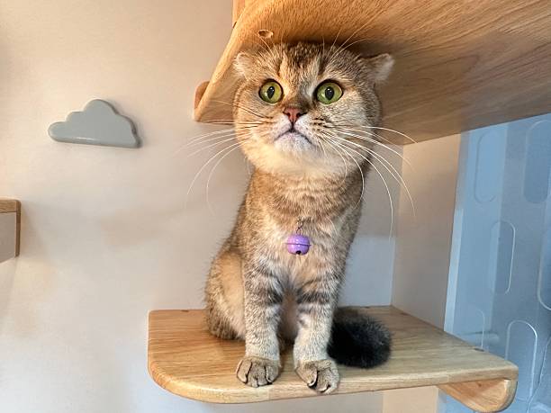 istock Adorable Scottish Fold Cat Sitting on Shelves with Curious Expression, Bright Green Eyes, and Charming White and Brown Fur in Cozy Indoor Environment 2248900999