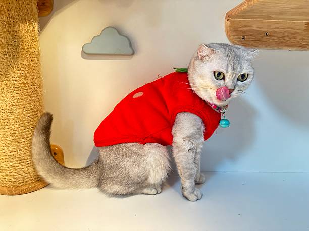 istock Adorable Grey Cat in a Bright Red Sweater Sitting Playfully with a Curious Expression and Tongue Sticking Out on a Light Background 2248901235