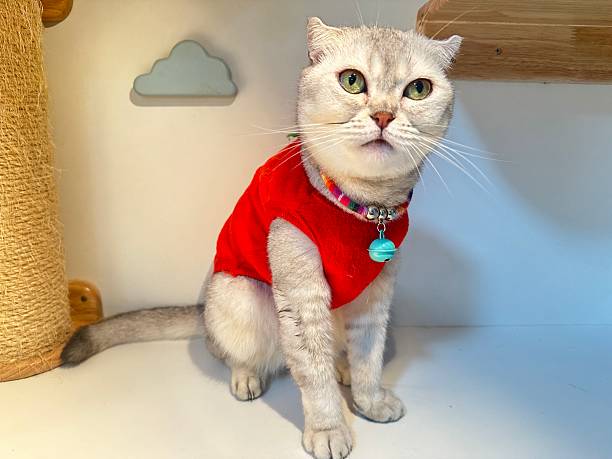 Cat in Red Outfit Sitting Calmly in a Playful Indoor Environment with Cloud Decorations and a Cozy Ambiance