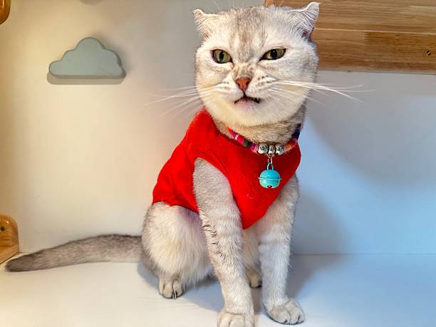 istock Adorable Cat with Unique Expression Wearing a Bright Red Shirt in a Cozy Indoor Setting with Decorative Elements 2248901238