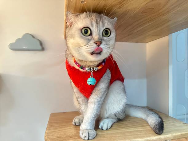 istock Adorable Cat with Playful Expression Sticking Out Tongue, Wearing Red Sweater, Unique Features and Colorful Collar, Captivating Home Environment 2248901337