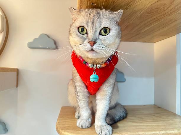 istock Adorable Scottish Fold Cat Dressed in Cute Red Sweater with Colorful Collar, Posing Gracefully on Wooden Shelf with Cloud Decorations 2248901338