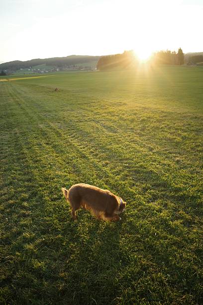 An aerial view of a dog playing in a vibrant green field during golden hour, with warm sunlight and lens flare. The rural landscape provides a peaceful and natural setting. in Kempten