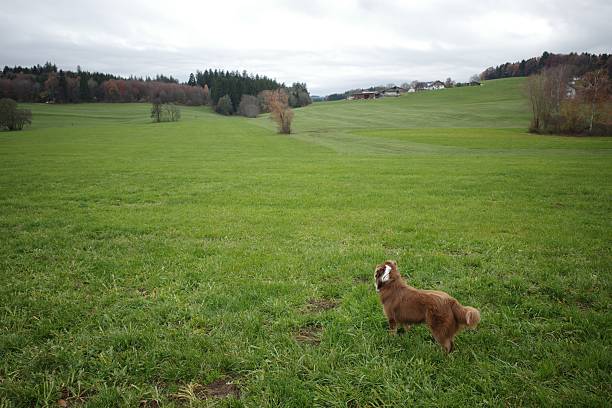 A brown and white dog stands in a vast, vibrant green field, looking towards a distant tree line and houses under a grey, overcast sky. The landscape features rolling hills and an autumnal forest edge.