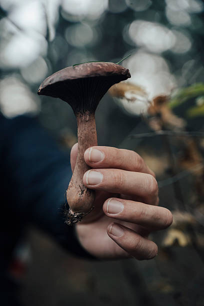 istock Hand Holding Mushroom in Late Autumn Forest 2248901603