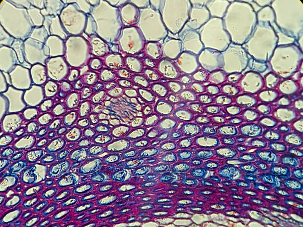 istock Microscopic view of plant tissue cells 2248901801