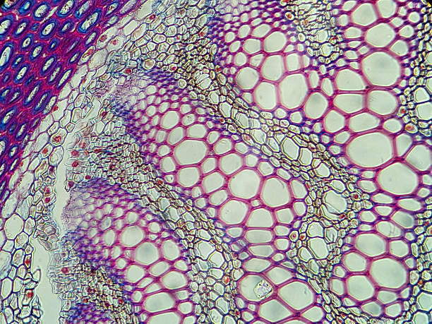 istock Microscopic view of colorful plant tissue 2248901840