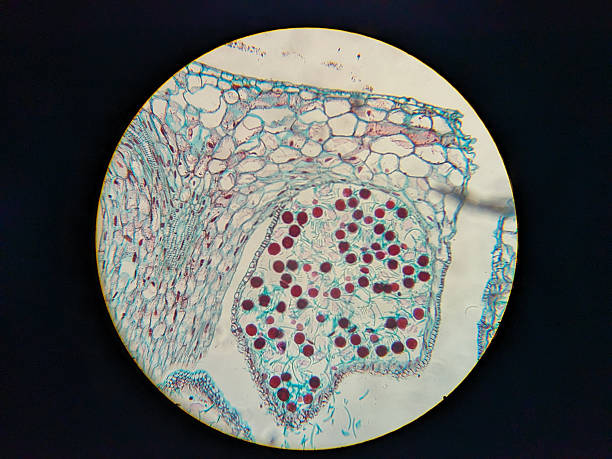 istock Microscopic view of plant tissue cells 2248901939