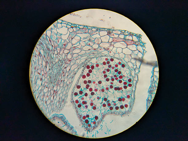 istock Microscopic view of plant tissue with red-stained cells 2248901945