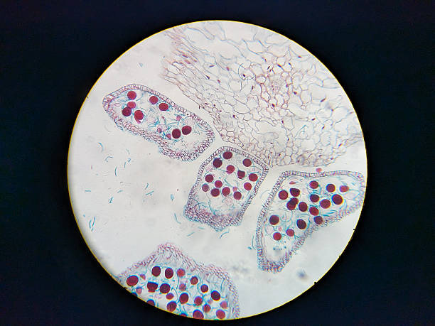 istock Microscopic view of plant tissue with stained cells 2248901994