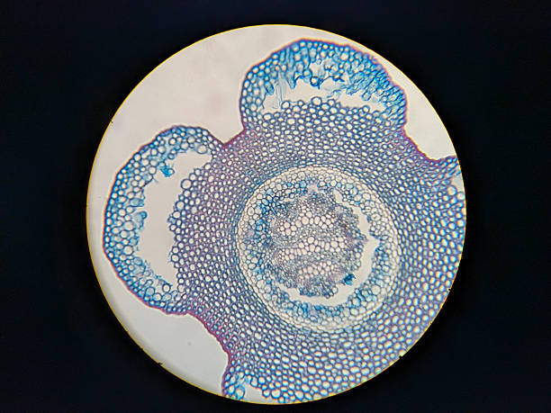 istock Microscopic view of plant tissue cells 2248902022