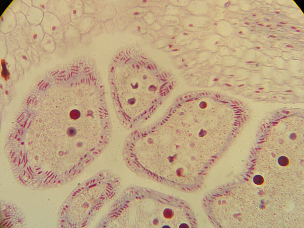istock Microscopic view of stained biological tissue 2248902105