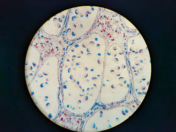 istock Microscopic view of stained plant tissue cells 2248902295