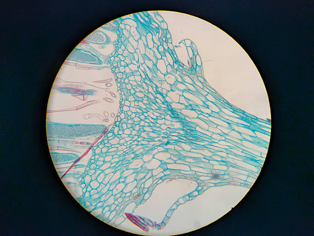istock Microscopic view of plant tissue with blue and pink staining 2248902349