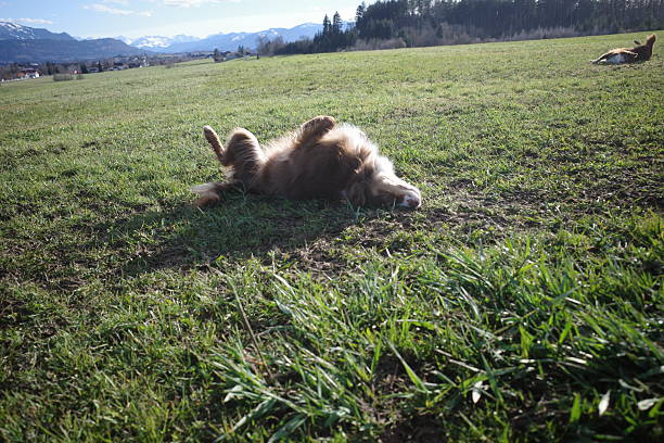 A brown Australian Shepherd lies on its back, rolling in the green grass of a field under a clear sky. In the background, mountains, a village, and a forest are visible.