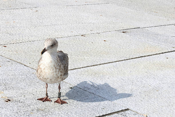 A seagull rested on the wall of the Opera. It watched the men... the men watched the seagull... they were all resting...