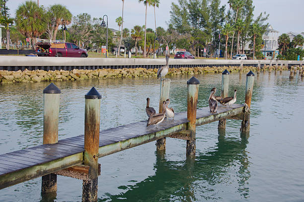 A calm fishing harbor scene featuring a weathered wooden dock and several pelicans perched along the pilings, reflecting softly on green-tinted water.