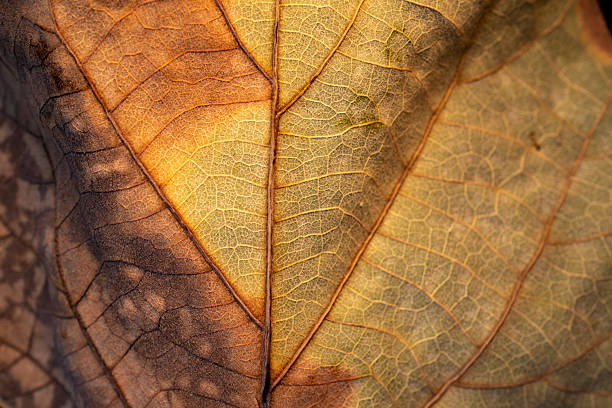 istock Close-up of a textured leaf with intricate veins 2248907377