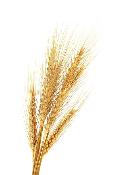 istock Golden ears of wheat on white background 2248907498