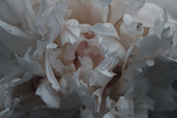 close up background texture of white peonies