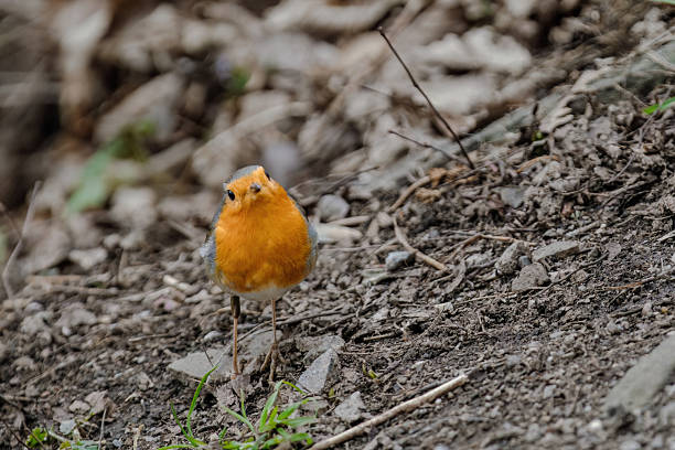 Robin (Erithacus rubecula